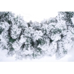 Imagen de GUIRNALDA ASPEN